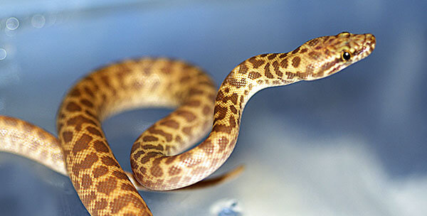 Yellow snake on blue background