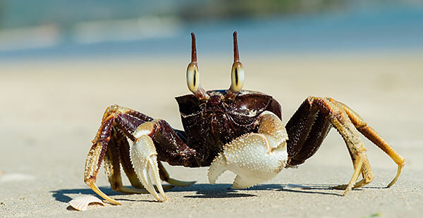 Crab on the beach in Krabi