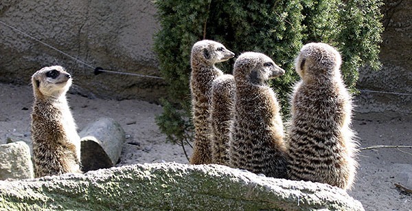 Meerkats at Rotterdam Zoo