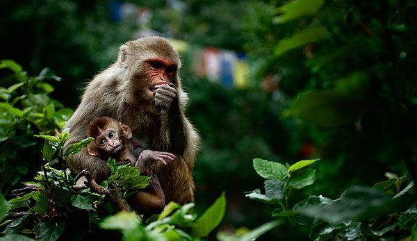 Monkey mother and child
