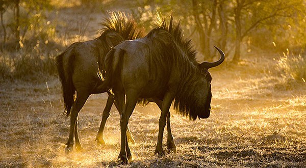 Buffalos in Namibia