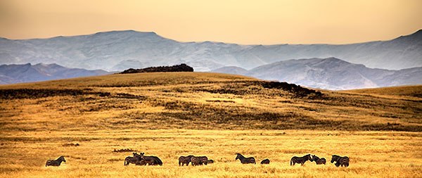 Giraffes on the African Savannah