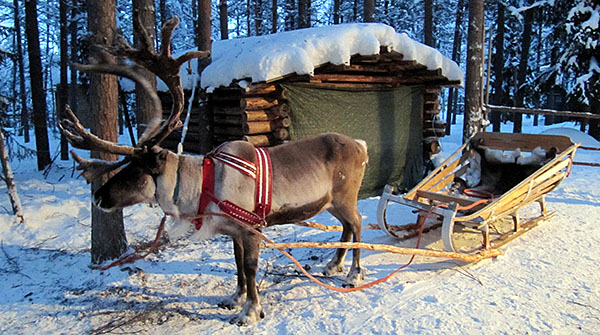 Take a ride in a reindeer pulled sleigh