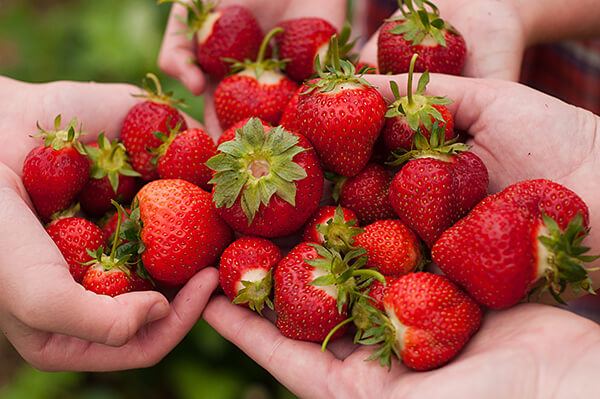 Freshly picked strawberries