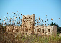 Flower stems obstructing a ruin