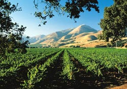 Vineyard in Santa Ynez Valley, California