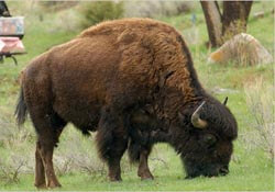 Buffalo in an American state park