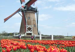 Wind mills and tulips near Amsterdam