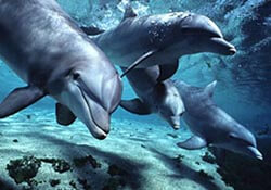 Swim with dolphins