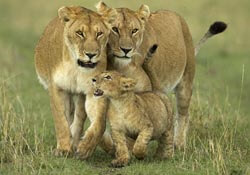 Lions on safari in South Africa