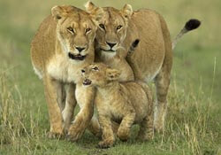 Lions on safari in South Africa