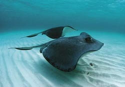 View stingrays in the Cayman Islands