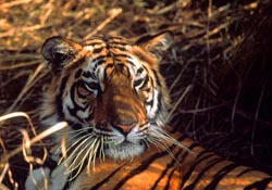 Tiger tracking in India