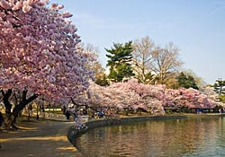 Cherry blossoms in Japan