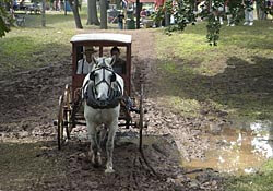 Buggy Festival in Church Point, Louisiana