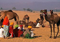 Pushkar Camel Fair in India