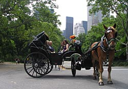 Carriage ride in Central Park