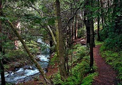 Limekiln State Park, California