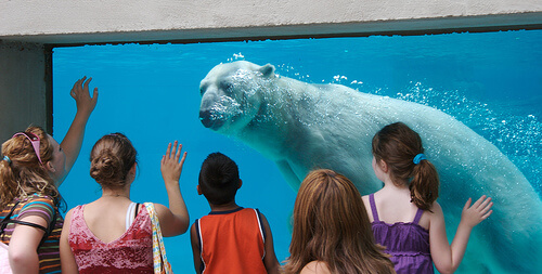 A polar bear at Lincoln Park Zoo in Chicago