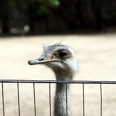 Ostrich at Santa Ana Zoo