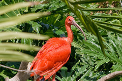 A red ibis at Santa Ana Zoo