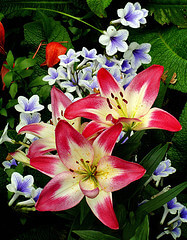 Flowers at the Eden Project in Cornwall