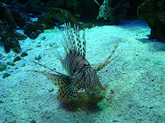 Aquarium shot at the Aquarium of the Pacific