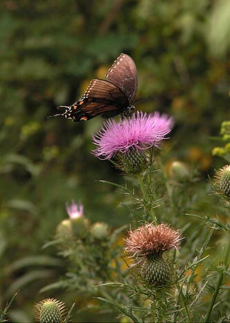 Butterfly at the Raven Run Nature Sanctuary in Kentucky