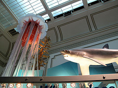 Jellyfish and shark at the Smithsonial Natural History Museum