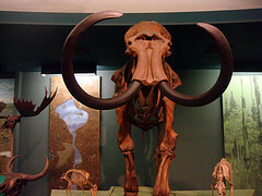 Wolly Mammoth Skeleton