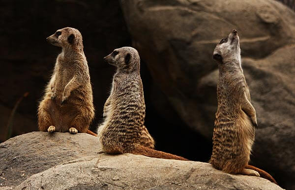 A family of Meerkats at the L.A. Zoo