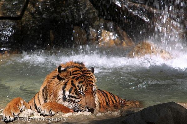 Tiger lounging at the Los Angeles Zoo