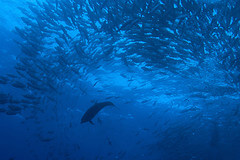 Dolphin playing at Cocos Island