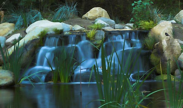 Pond in Descanso Gardens, Los Angeles