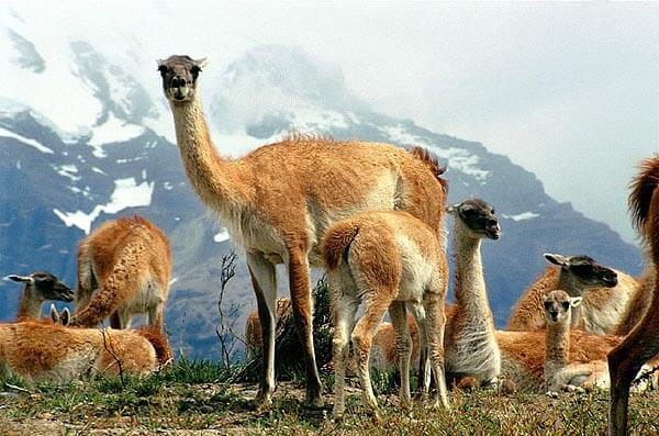 Guanacos in the Torres del Paine national park