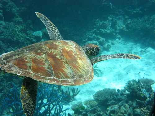 Scuba Diving the Great Barrier Reef with “Crush” by University of Denver.