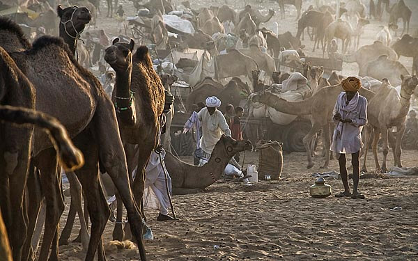 Camels at the Pushkar Fair in Rajastan