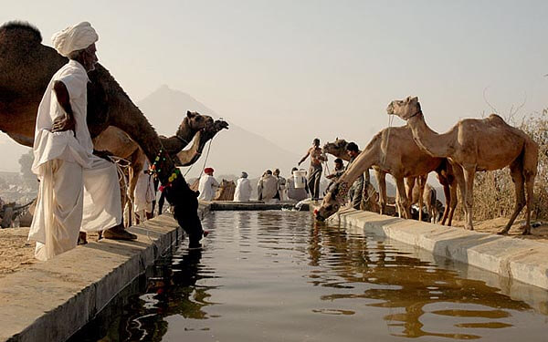 Camel watering hole at the Pushkar Camel Fair, India