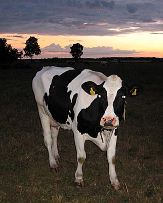 A cow nearby my brother's house, Gotland, Sweden.