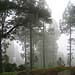 Fog in the forest on Pico del Teide