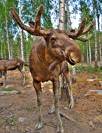 This is Elvis the Elk. He lives in the Langshyttan Elk Park.