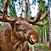 This is Elvis the Elk. He lives in the Langshyttan Elk Park.