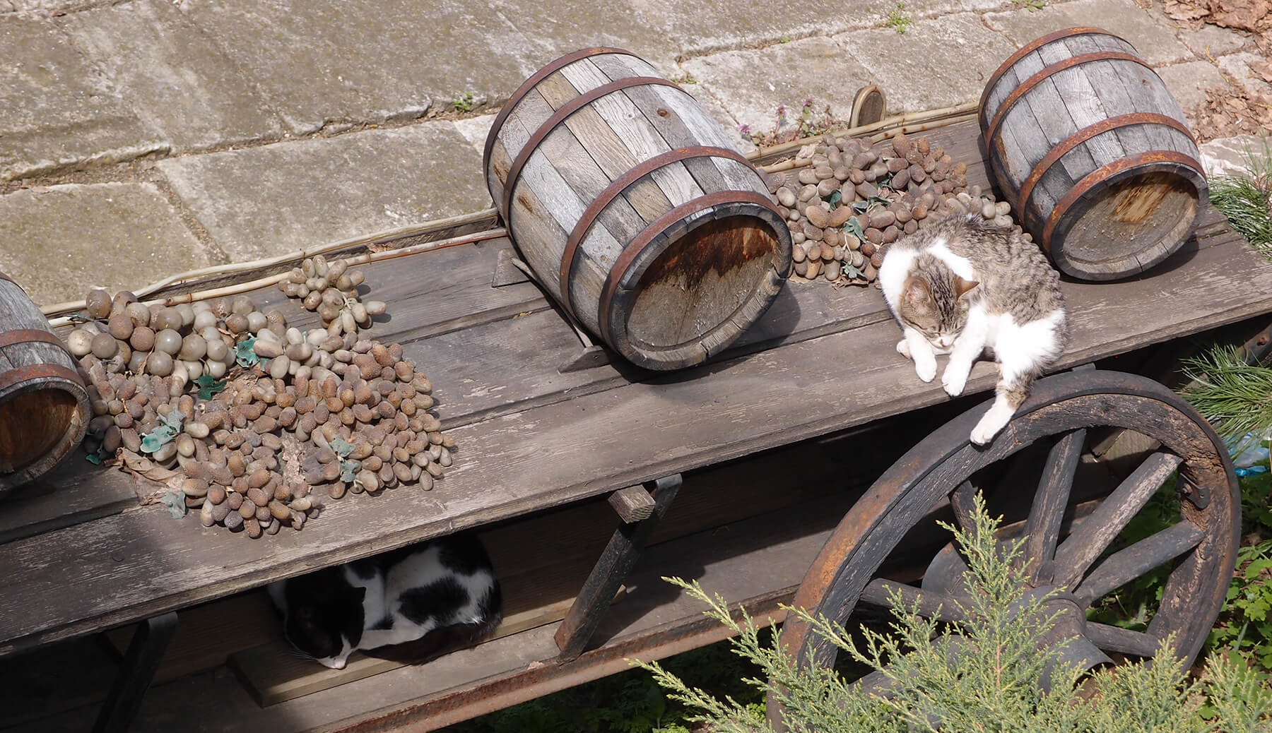 Two sunbathing cats on a hand wagon