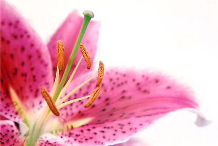 Stargazer lily on white.