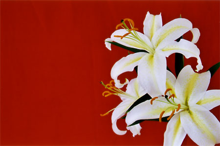 Stargazer lily on red.