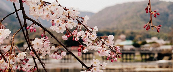 Cherry blossoms in Japan