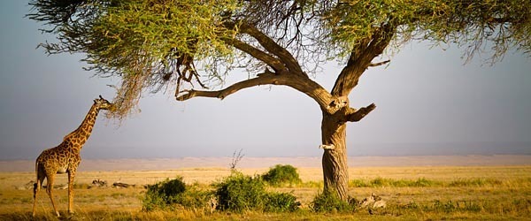 Giraffe in Kenya