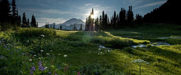 Tipsoo Meadow in Washington State