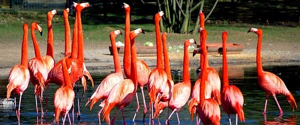Flamingos in Miami, Florida
